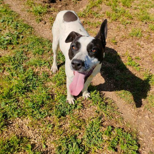 ALICE - Sesso: Femmina  - Anni/Mesi: Un anno (nata indicativamente il 29 Febbraio 2024)  - Razza: Simil Amstaff/Pointer   Foto 7